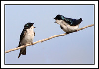 Tree Swallows