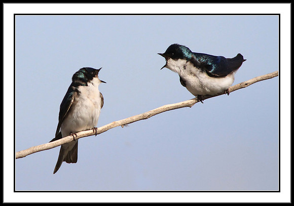Tree Swallows