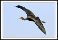 Glossy Ibis