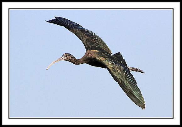 Glossy Ibis