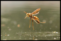 Paper Wasp