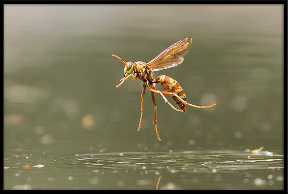 Paper Wasp