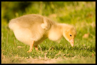Domestic Embden Gosling