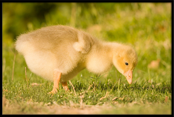 Domestic Embden Gosling