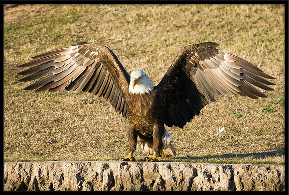Bald Eagle