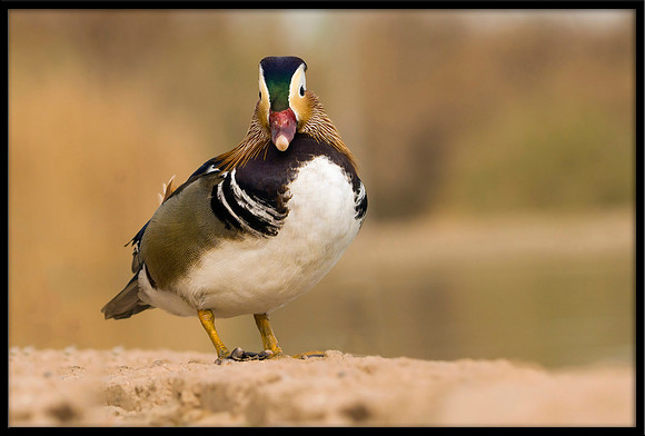 Mandarin Duck