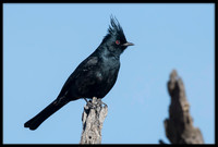 Phainopepla (Silky Flycatcher)