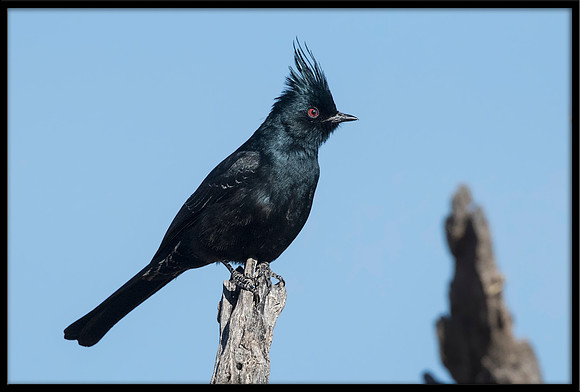 Phainopepla (Silky Flycatcher)