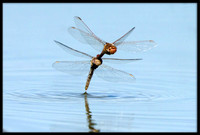 Dragonflies Laying Eggs