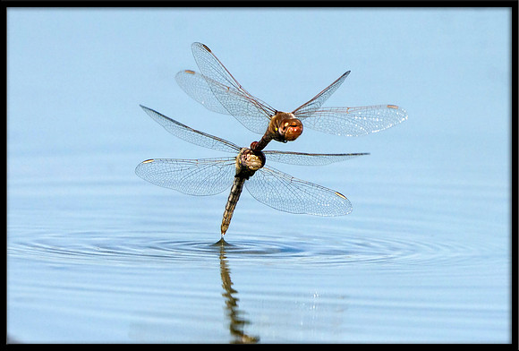 Dragonflies Laying Eggs