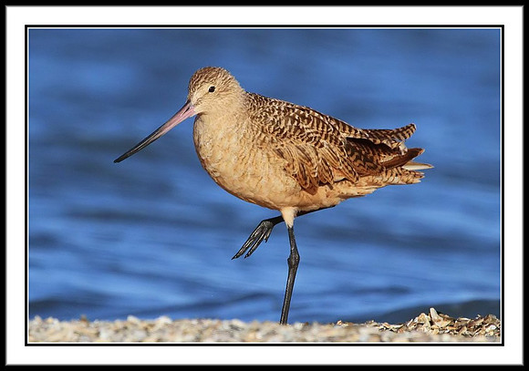 Marbled Godwit