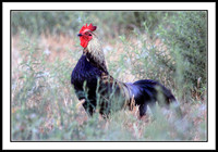Red Junglefowl (male)