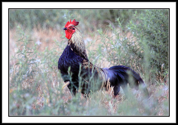 Red Junglefowl (male)
