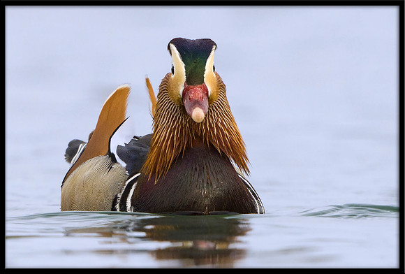 Mandarin Duck