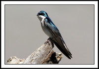 Tree Swallow
