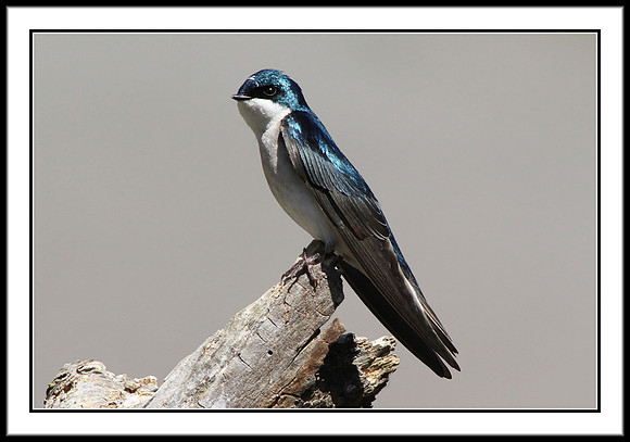 Tree Swallow