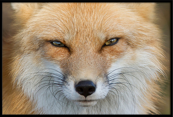 Red Fox