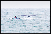 Kayaker next to Humpback Whale