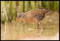 Virginia Rail