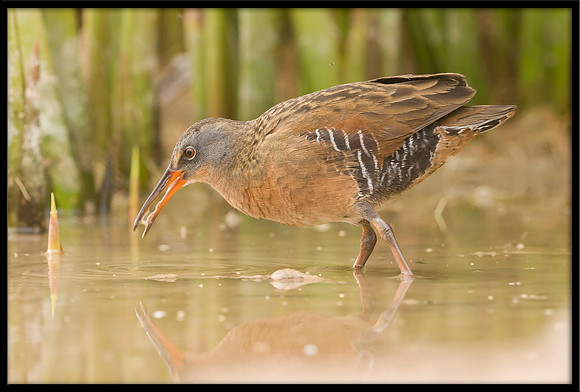 Virginia Rail