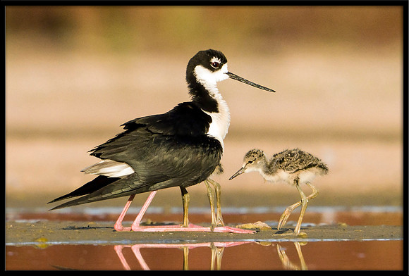 Black-necked Stilt chicks with parent