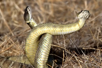 Rattlesnakes mating
