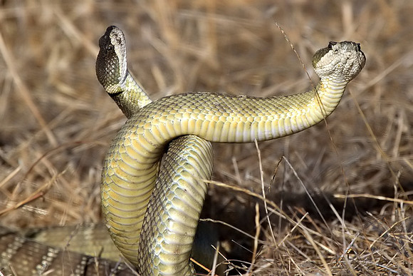 Rattlesnakes mating