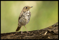 Hermit Thrush