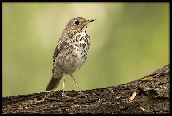 Hermit Thrush