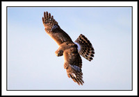 Northern Harrier
