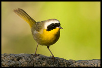 Common Yellowthroat