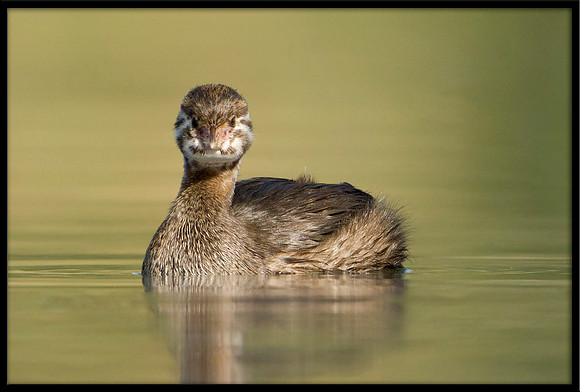 Pied-billed Grebe