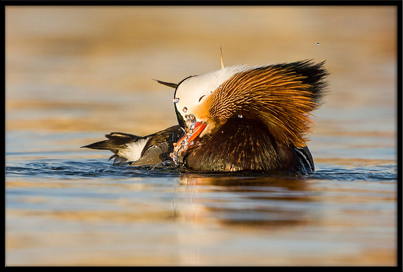 Mandarin Duck