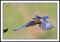 Western Bluebird