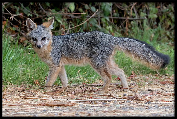 Grey Fox