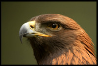 Golden Eagles