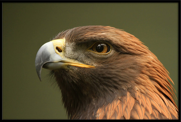Golden Eagle