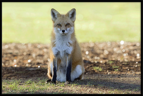 Red Fox