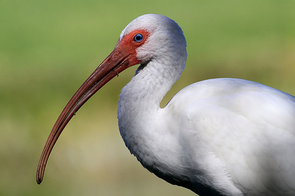 Portrait of a White Ibis