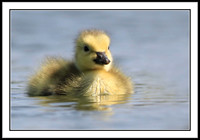 Gosling
