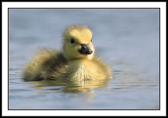 Gosling