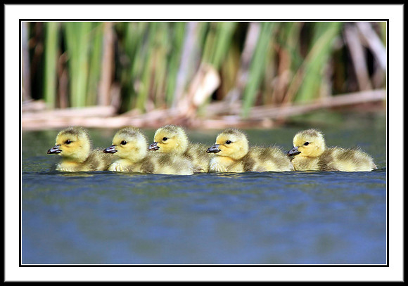 Goslings