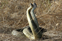Rattlesnakes mating
