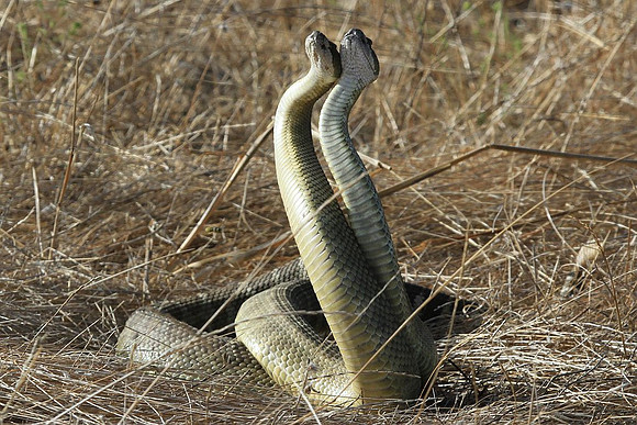 Rattlesnakes mating
