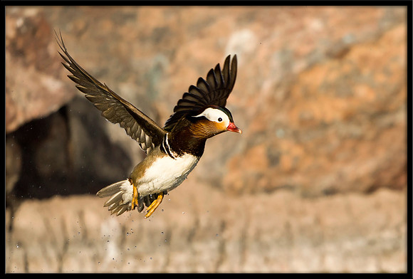 Mandarin Duck