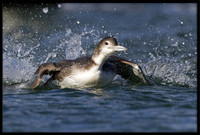 Common Loon