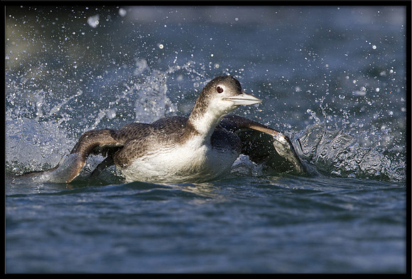 Common Loon