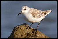 Sanderling