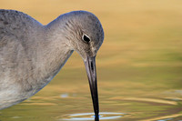 Willet