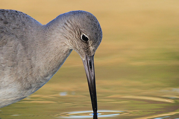 Willet